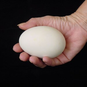 Преимущества гусиных яиц для здоровья