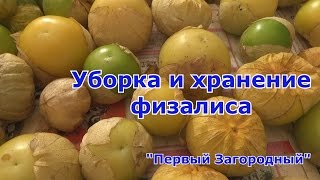 Уборка и хранение физалиса