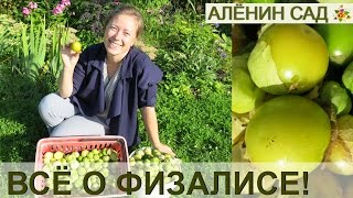 Выращивание физалиса за 5 минут! От посева до сбора урожая