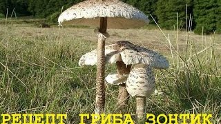 ГРИБ ЗОНТИК / РЕЦЕПТ / ЛЕСНЫЕ ГРИБЫ / mushroom cooking method