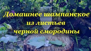 Домашнее шампанское, из листьев черной смородины