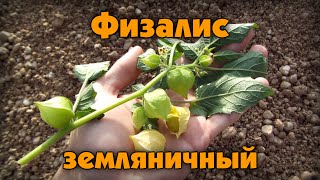 Физалис земляничный (Physalis peruviana)