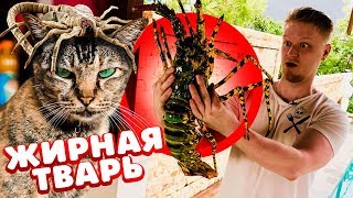 Купили МОНСТРА на РЫБНОМ рынке. ЛОБСТЕР размером с небольшую СОБАКУ!!!